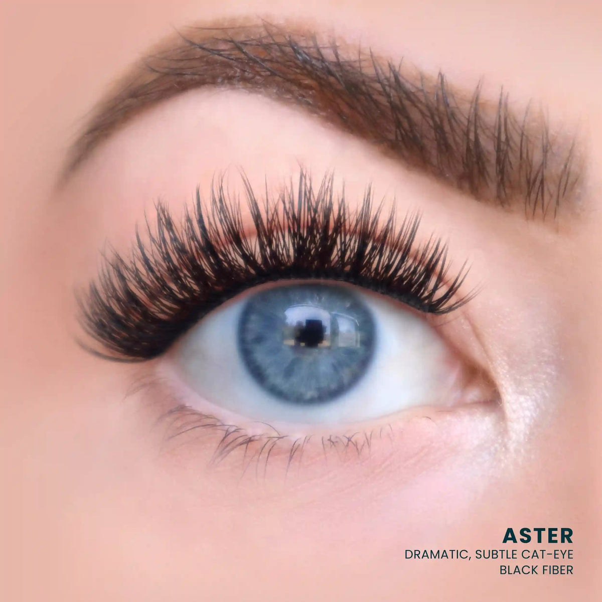 Aster